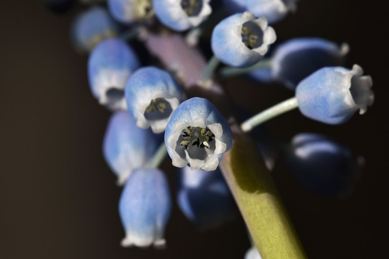 Grape hyacinth muscari 4.jpg