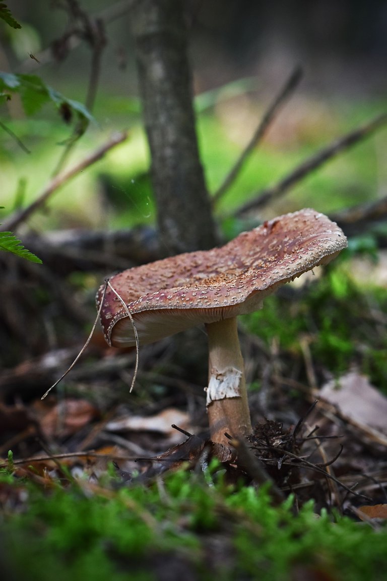 amanita mushrooms spots pl  3.jpg