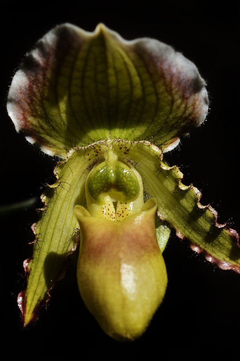 paphiopedilum pinocchio 4.jpg