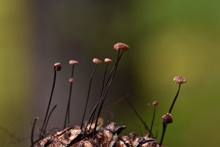 tiny mushrooms pine cone 5.jpg