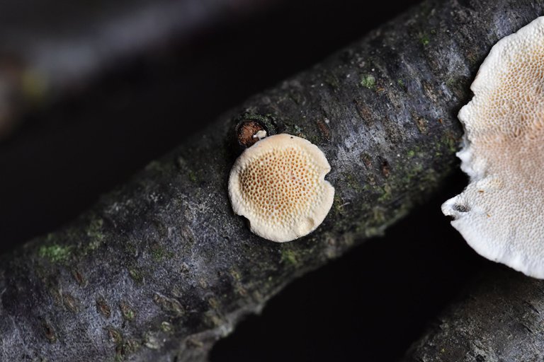 mushrooms on a stick 15.jpg