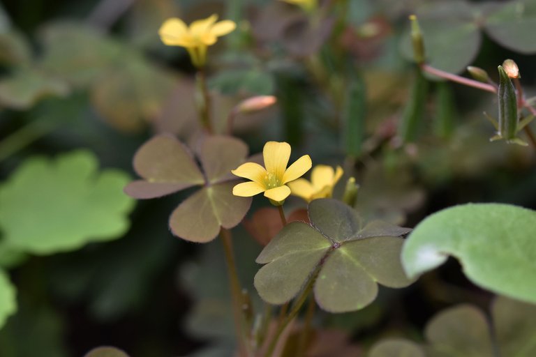 Oxalis corniculata 3.jpg