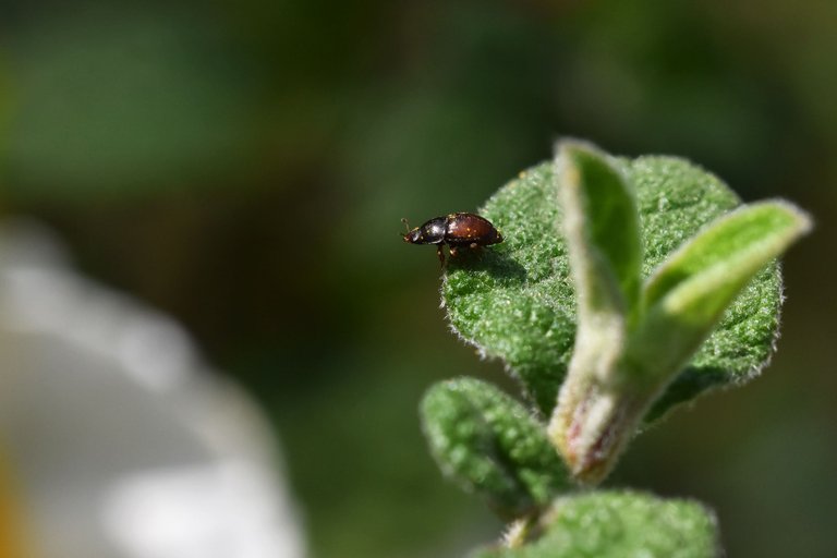 insects cistus 2.jpg