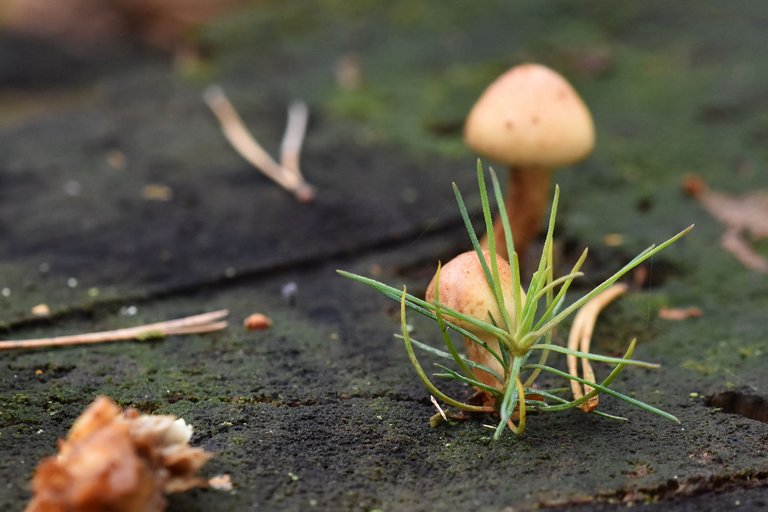 tiny mushrooms on tree stump 8.jpg
