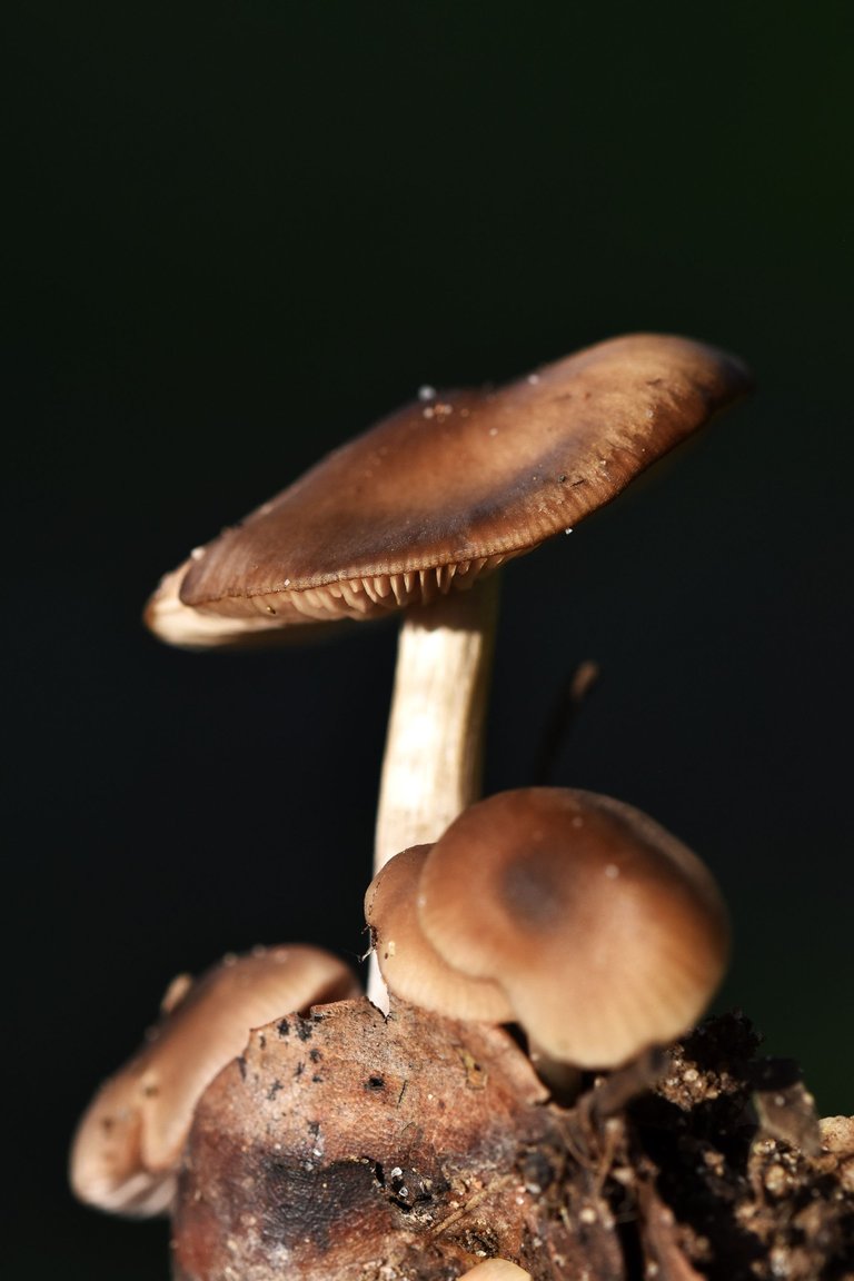 mushroom group lawn 6.jpg