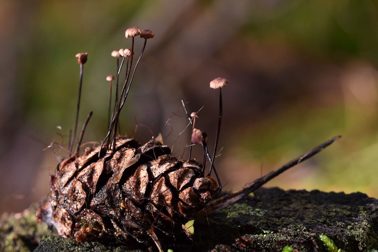 tiny mushrooms pine cone 2.jpg