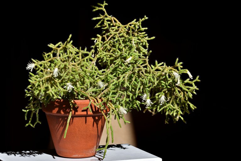 Rhipsalis pilocarpa bloom 2023 7.jpg