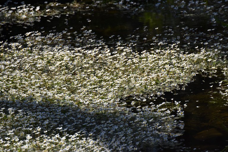 Ranunculus peltatus water flower 4.jpg