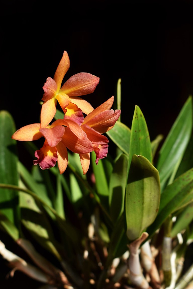 Cattleya Little Lemon Drops x Cattleytonia Why Not 1.jpg