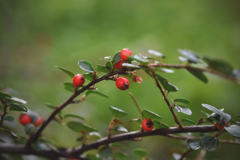 Cranberry Cotoneaster shrub pl 10.jpg
