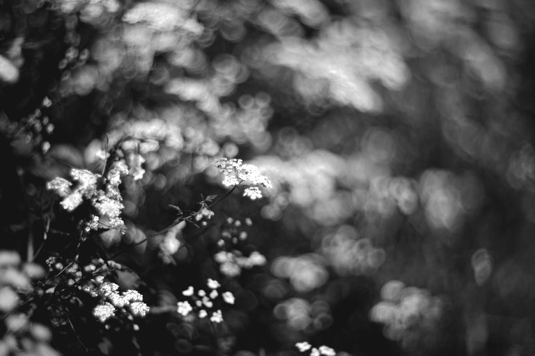 Elderberry flower helios bokeh bw 4.jpg