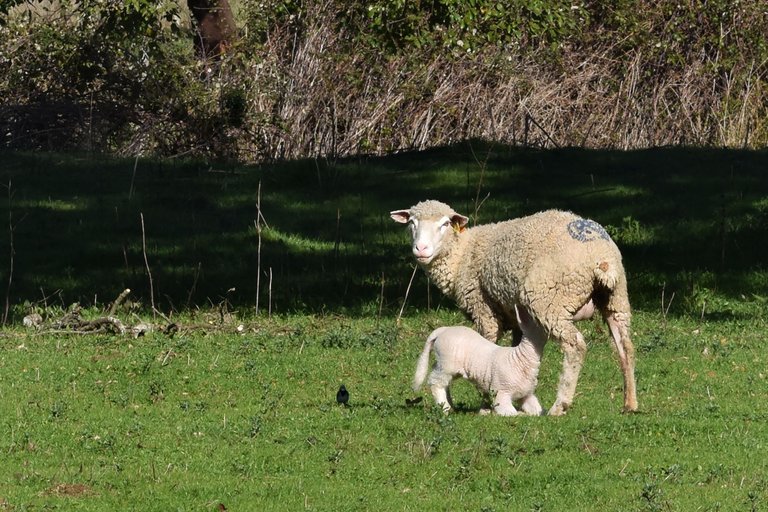 sheep countryside pt 6.jpg