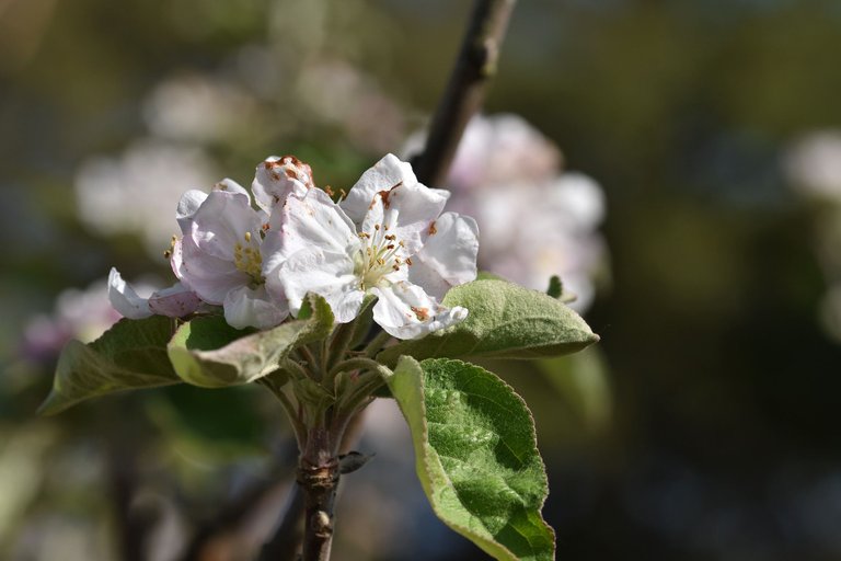 fruit tree blossoms 2.jpg