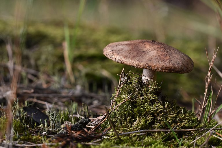 mushrooms forest pl 6.jpg