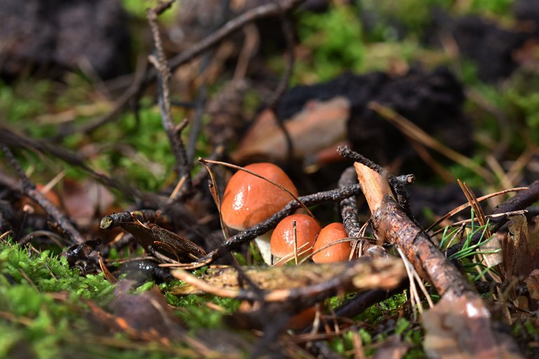 small orange mushrooms pl 3.jpg