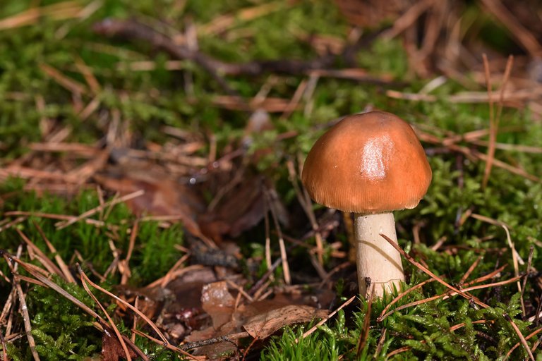wet mushrooms 8.jpg