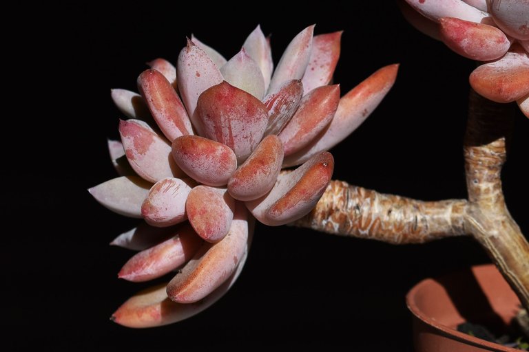 Echeveria split rosette 2.jpg