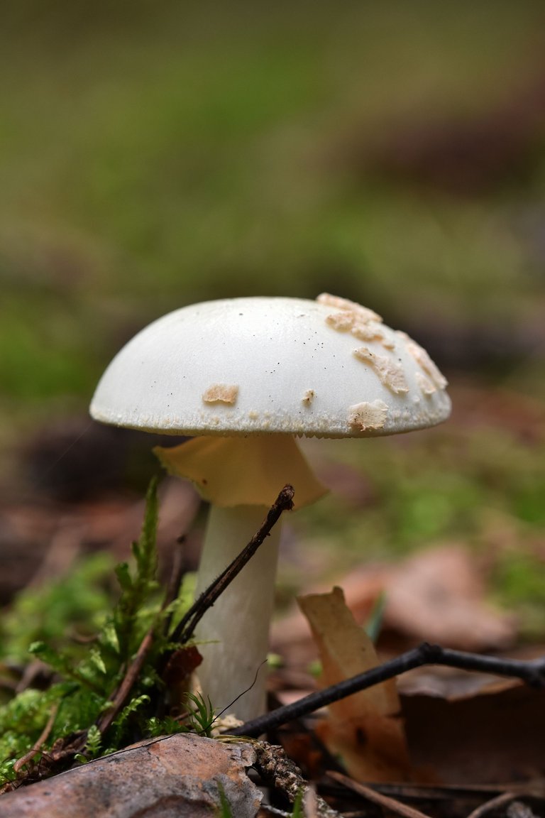 White amanita pl 4.jpg