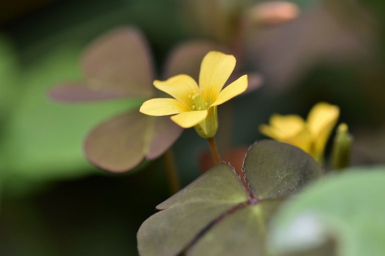 Oxalis corniculata 2.jpg