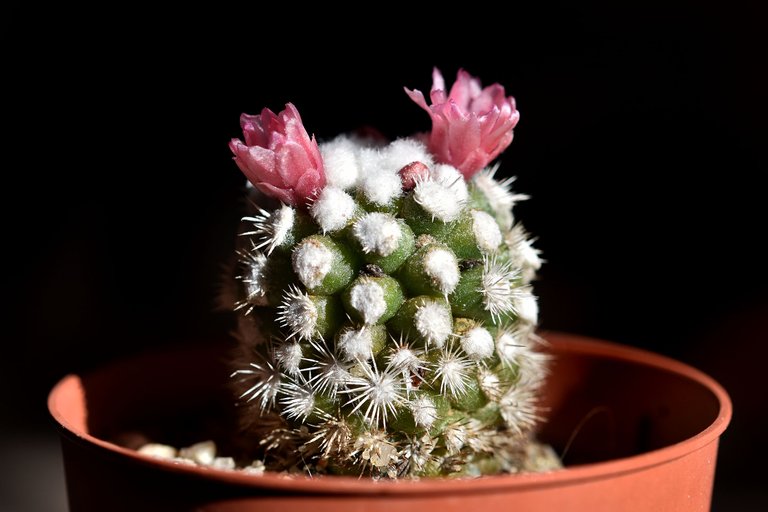 Mammillaria gracilis Arizona Snowcap 2021 11.jpg