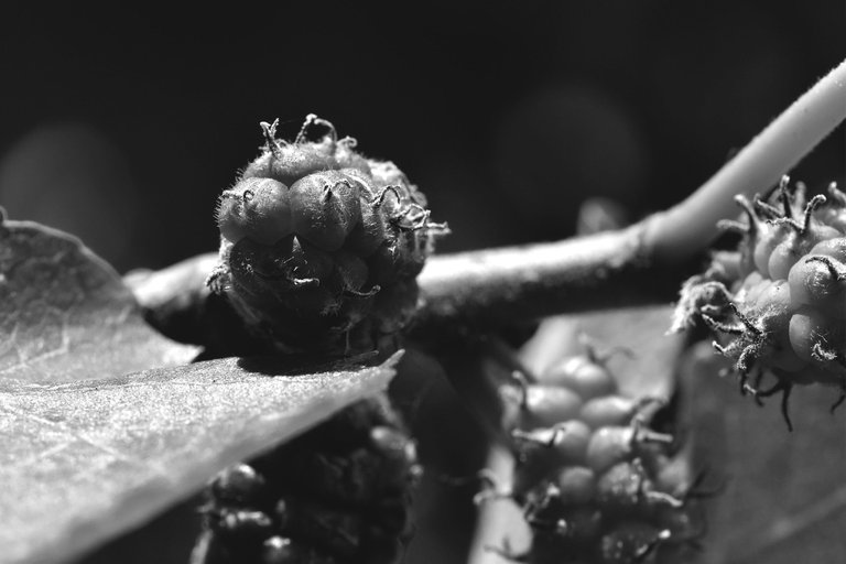 mullberry fruits bw 2.jpg