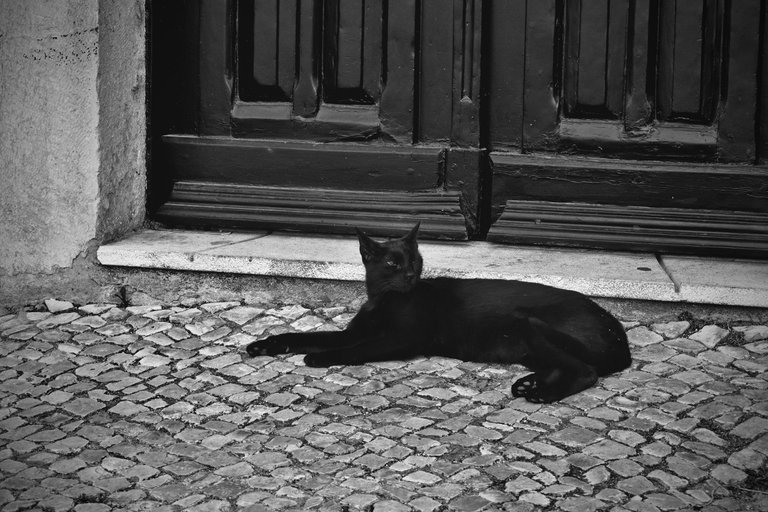 Lisbon cat 1.jpg