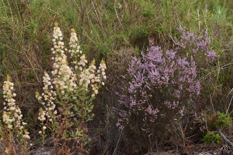 heather flowers october 6.jpg