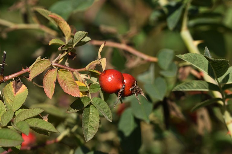 rosehip bush pl 6.jpg