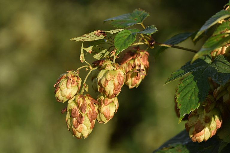 Hops autumn pl 2.jpg