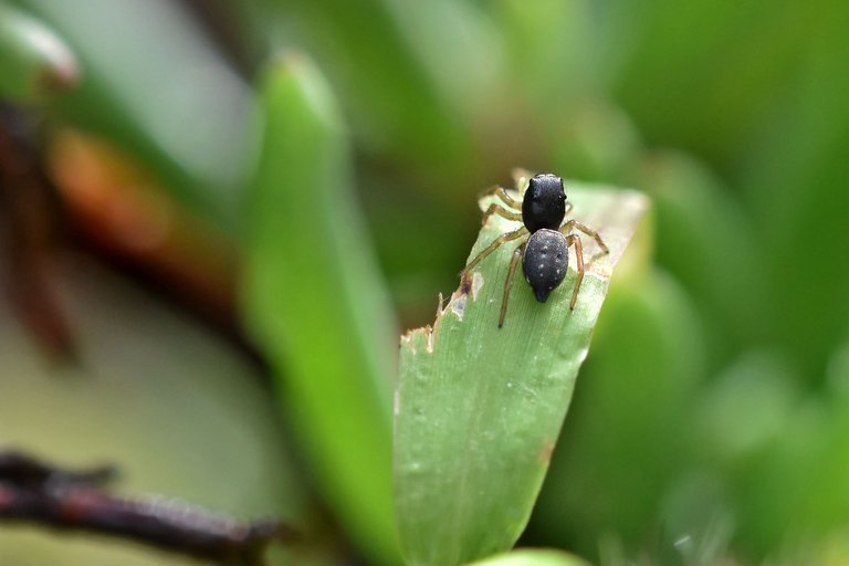 black jumping spider ice plant 15.jpg