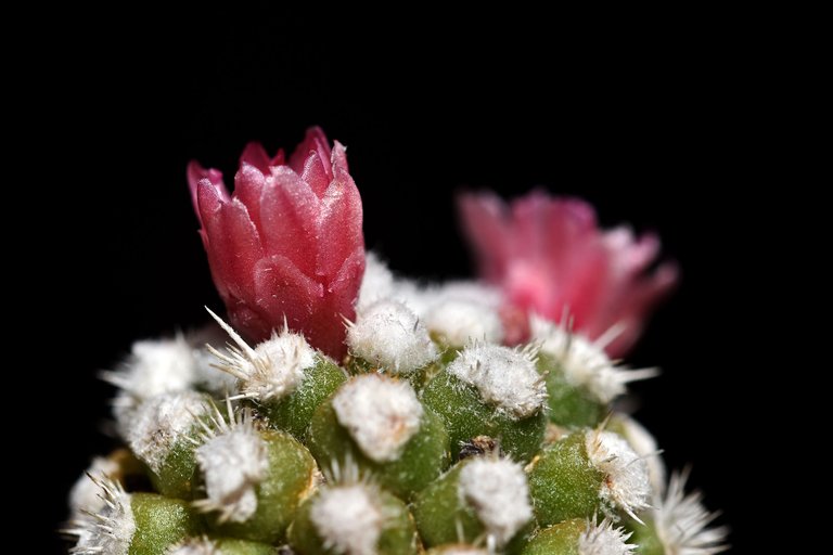 Mammillaria gracilis Arizona Snowcap 2021.jpg