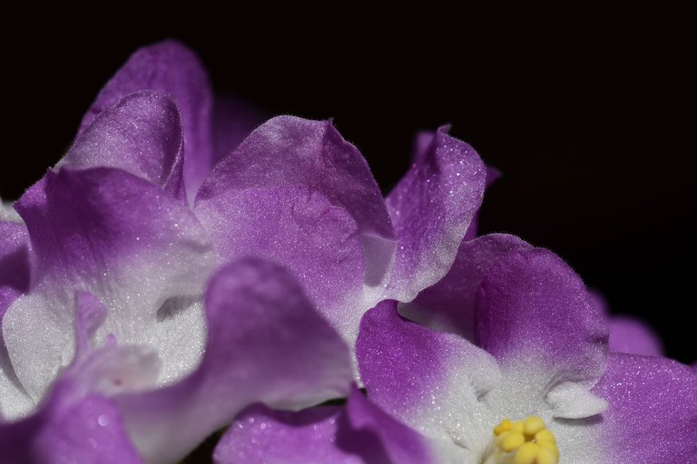African Violet white-purple 2022 4.jpg