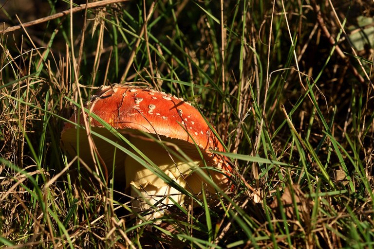 amanita sunset 3.jpg