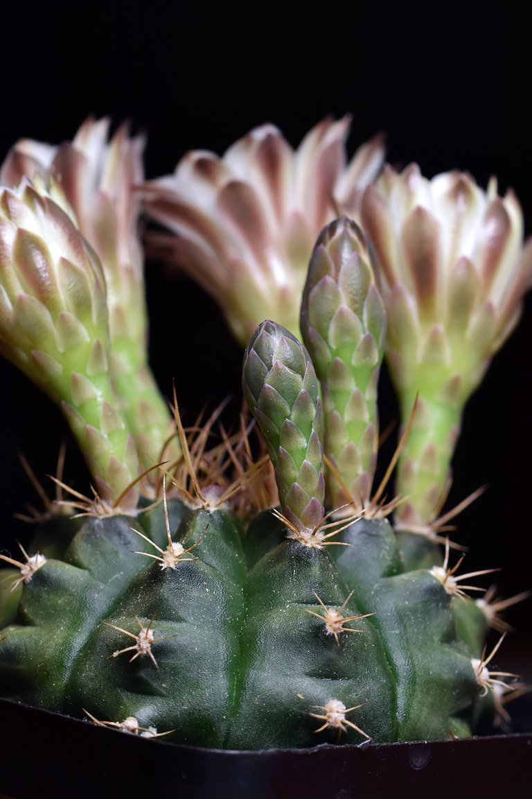 Gymnocalycium white flower 2025 5.jpg