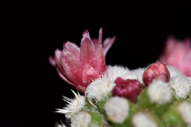 Mammillaria gracilis Arizona Snowcap 2021 3.jpg