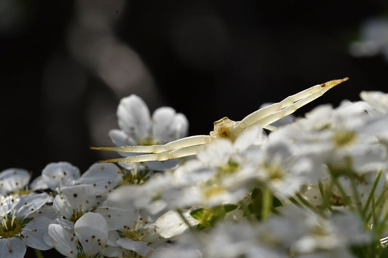 Misumena vatia crab spider flower 3.jpg