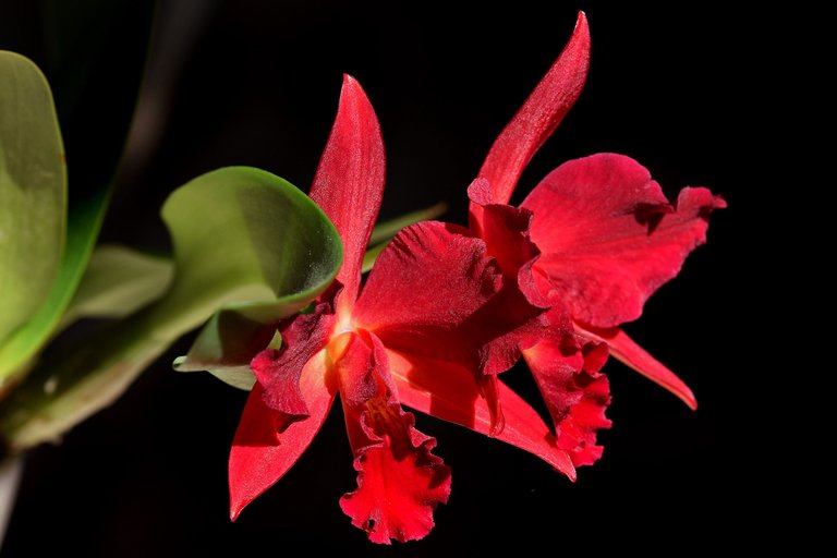 Sophrolaeliocattleya Jewel Box 'Dark Waters' 2022 3.jpg