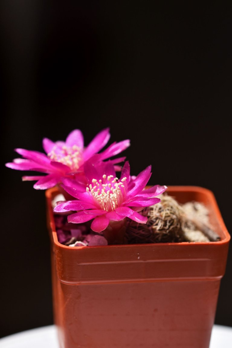 sulcorebutia albissima flower 2021 6.jpg