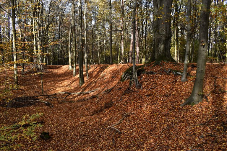 Autumn shire forest 3.jpg