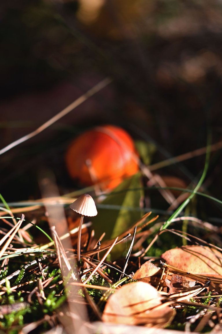 orange mushrooms pl 4.jpg