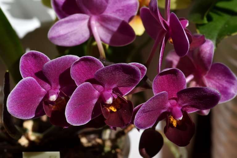 mini orchid flower purple 2022.jpg