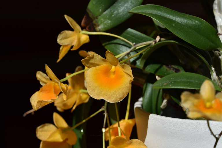 Dendrobium jenkinsii x aggregatum flower 2022 8.jpg