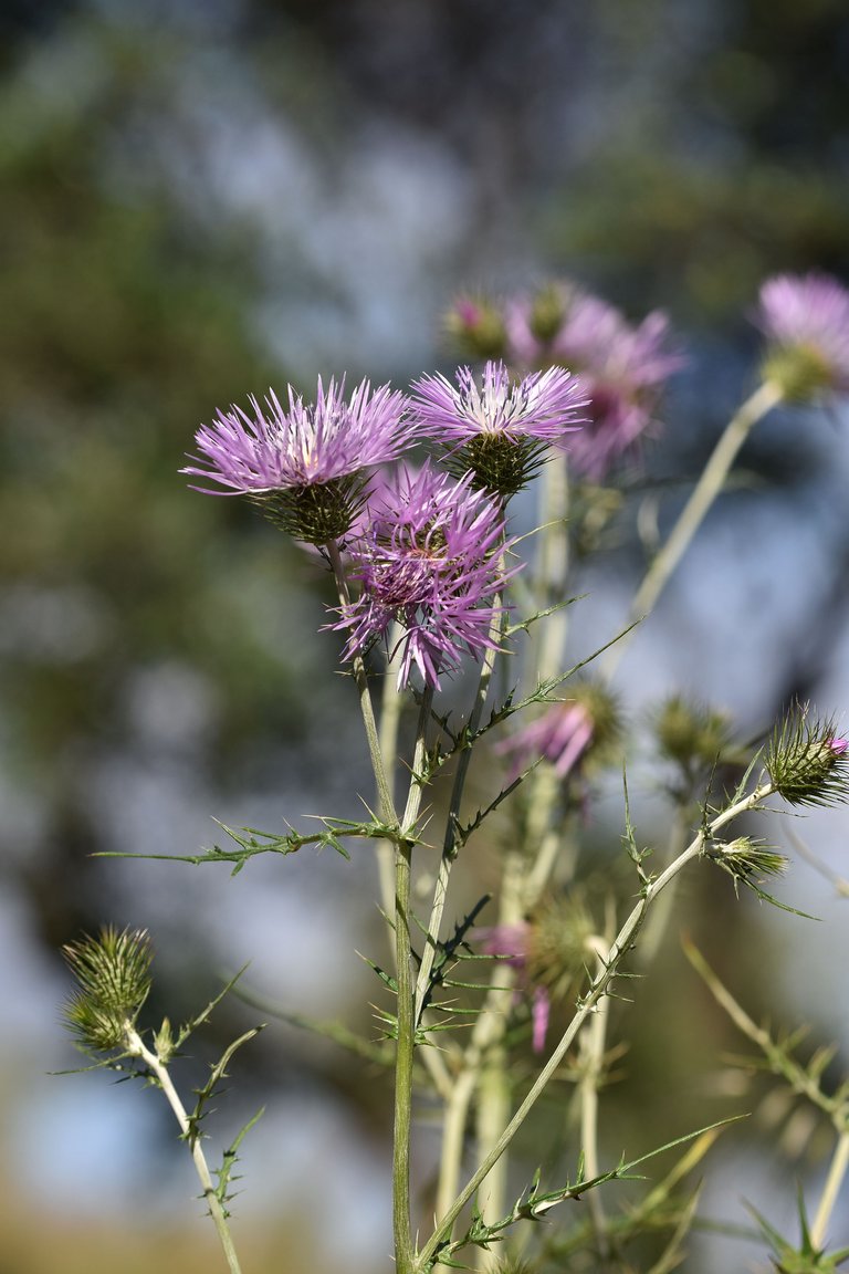 Giant thistle park 5.jpg