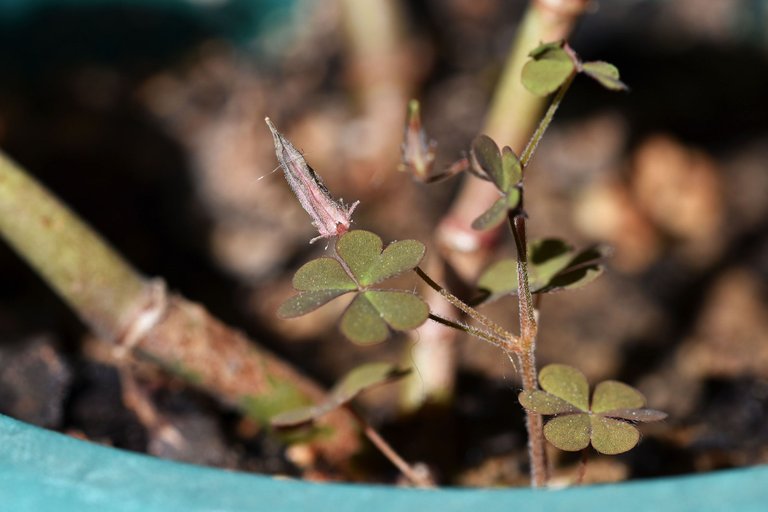 Crassula multicava blooming 2023 9 weed.jpg