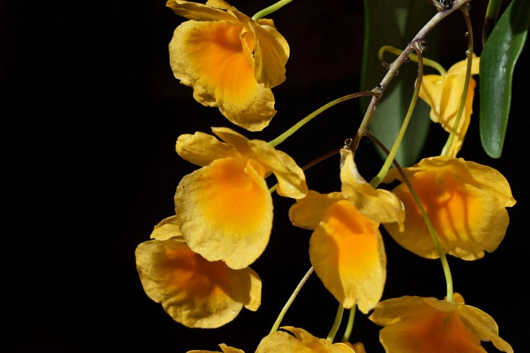 Dendrobium jenkinsii x aggregatum flower 2022 4.jpg