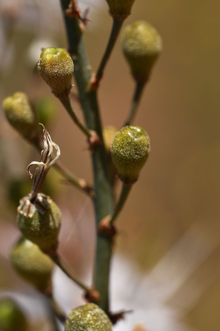 Asphodelus ramosus flowers 14.jpg