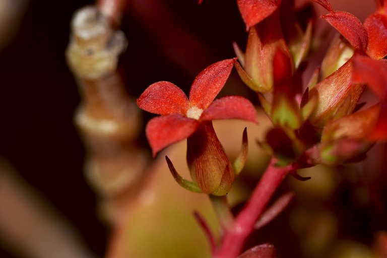 kalanchoe blossfeldiana 2023 4.jpg