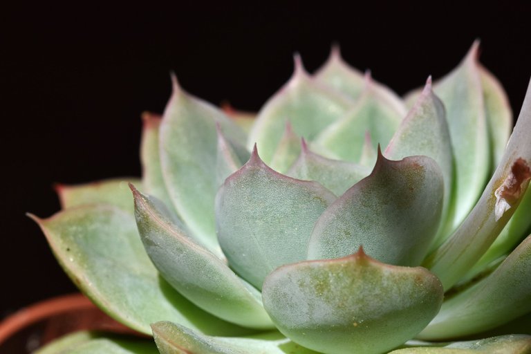 Echeveria yellow flowers 4.jpg