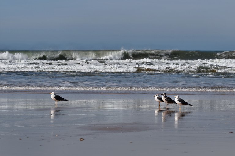 seagull fonte da telha beach 11.jpg