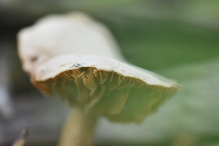 smal misty mushroom park 5.jpg